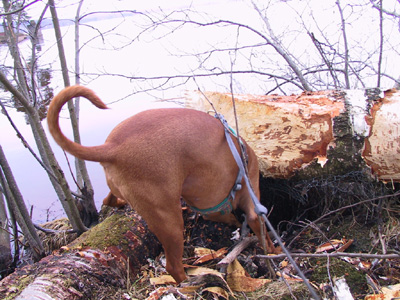 Bild 18