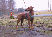 Pinch-hit's Narttu