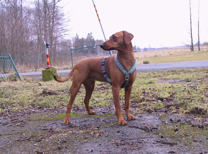 Pinch-hit's Narttu