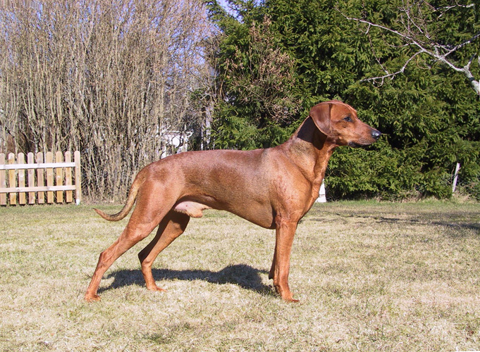 Xitamiz Othello