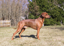 Xitamiz Othello