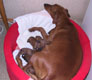Bild 1818