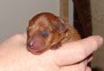 Bild 231