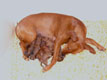 Bild 237