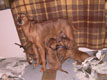 Bild 1960