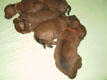 Bild 1832