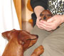 Bild 635