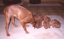 Bild 1902